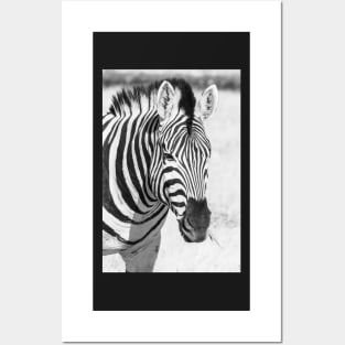 Zebra portrait. Posters and Art